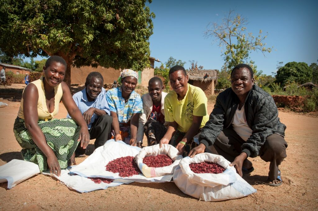 ethique 15 Satemwa Red Hibiscus small holder farmers 2